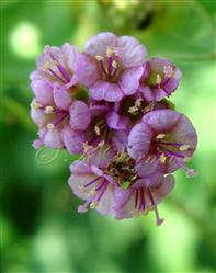  Flowers with 3 or 4 stamens
